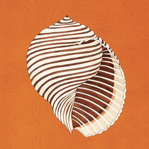 Cayman Quartet A White Modern Wood Framed Art Print with Double Matting by Shelby, Judy