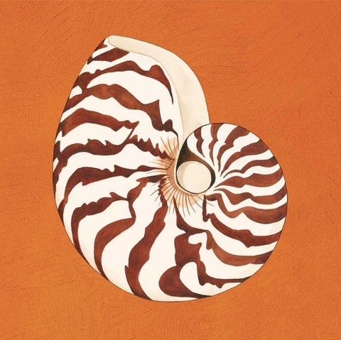 Cayman Quartet C Black Ornate Wood Framed Art Print with Double Matting by Shelby, Judy