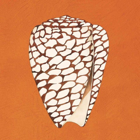 Cayman Quartet D Black Modern Wood Framed Art Print with Double Matting by Shelby, Judy