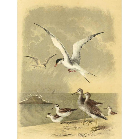 Coastal Dwellers I White Modern Wood Framed Art Print by Steele, Horace