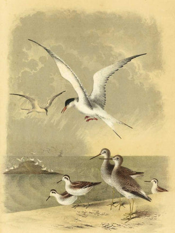 Coastal Dwellers I Black Ornate Wood Framed Art Print with Double Matting by Steele, Horace