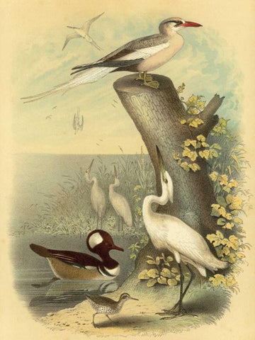 Coastal Dwellers II White Modern Wood Framed Art Print with Double Matting by Steele, Horace