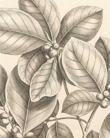 Tropical Connection I White Modern Wood Framed Art Print with Double Matting by Van Houtte, Louis