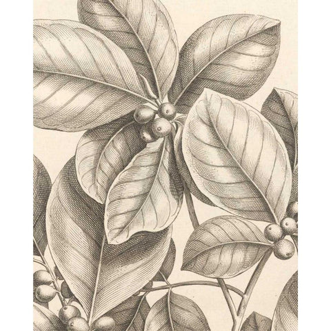 Tropical Connection I Black Modern Wood Framed Art Print by Van Houtte, Louis