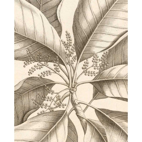 Tropical Connection II Black Modern Wood Framed Art Print with Double Matting by Van Houtte, Louis