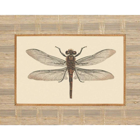 Delicate Dancer I Black Modern Wood Framed Art Print with Double Matting by Chilton, Sarah E