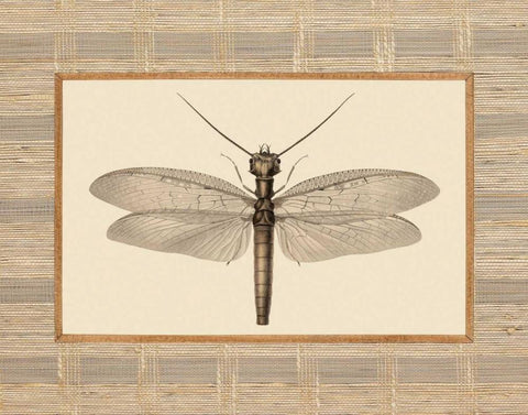 Delicate Dancer II Black Ornate Wood Framed Art Print with Double Matting by Chilton, Sarah E