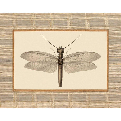 Delicate Dancer II Black Modern Wood Framed Art Print by Chilton, Sarah E