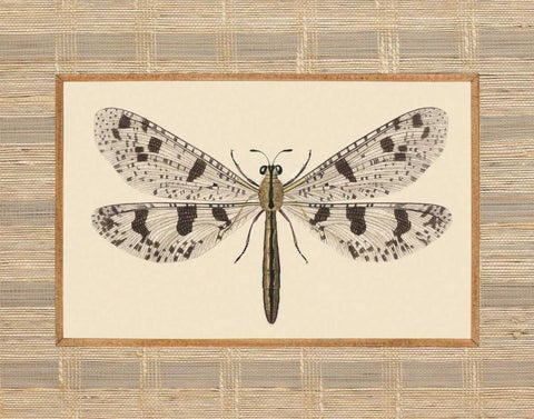 Delicate Dancer III Black Ornate Wood Framed Art Print with Double Matting by Chilton, Sarah E