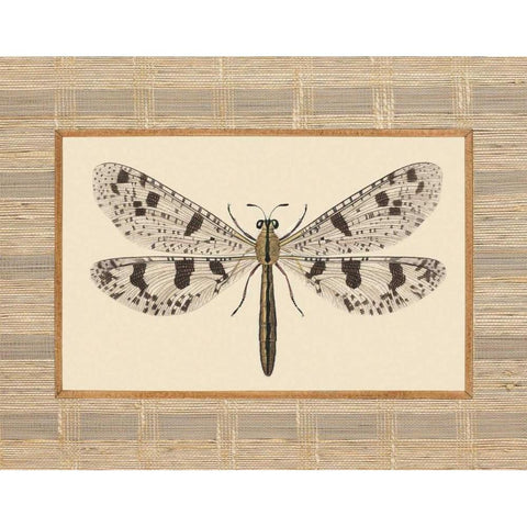 Delicate Dancer III Black Modern Wood Framed Art Print with Double Matting by Chilton, Sarah E