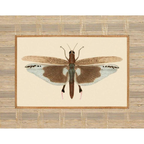 Delicate Dancer IV Black Modern Wood Framed Art Print with Double Matting by Chilton, Sarah E