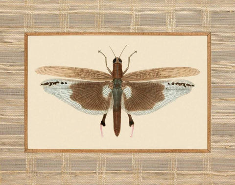 Delicate Dancer IV White Modern Wood Framed Art Print with Double Matting by Chilton, Sarah E