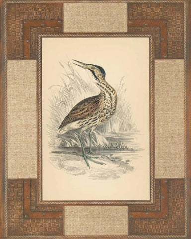 Marshland Bittern White Modern Wood Framed Art Print with Double Matting by Reynolds, Alastair