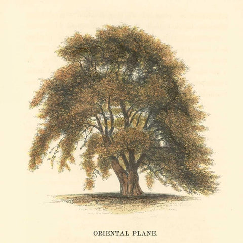 Oriental Plane Black Modern Wood Framed Art Print with Double Matting by Williams, Samuel