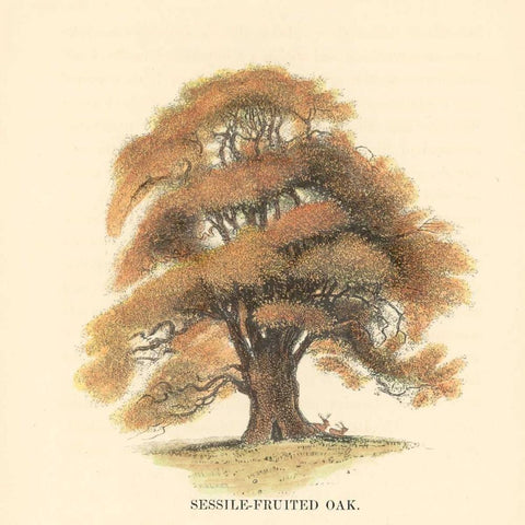Sessile-Fruited Oak Black Modern Wood Framed Art Print by Williams, Samuel