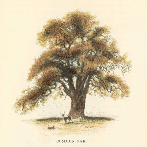 Common Oak White Modern Wood Framed Art Print with Double Matting by Williams, Samuel