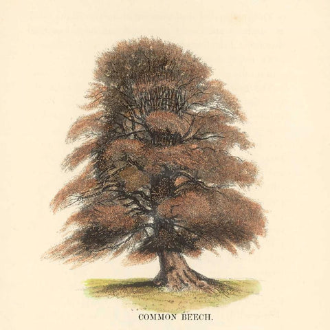 Common Beech White Modern Wood Framed Art Print with Double Matting by Williams, Samuel