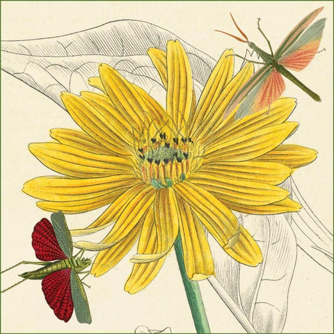 Indian Cup Black Modern Wood Framed Art Print by van Houtte, Louis