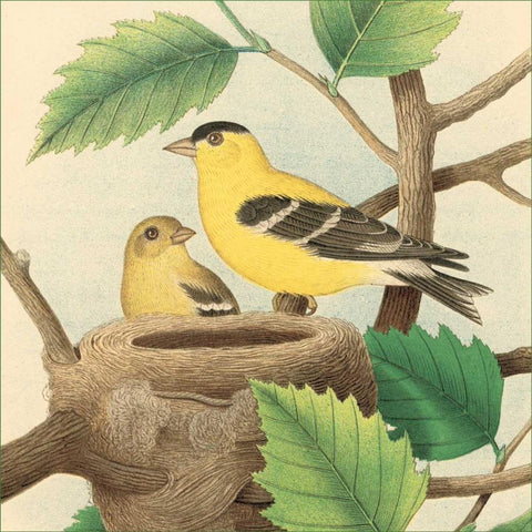 Goldfinch and Warbler A Gold Ornate Wood Framed Art Print with Double Matting by Gould, John
