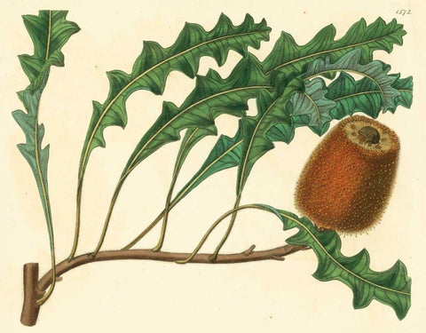 Palmetto I Black Ornate Wood Framed Art Print with Double Matting by Alexander, Zachary