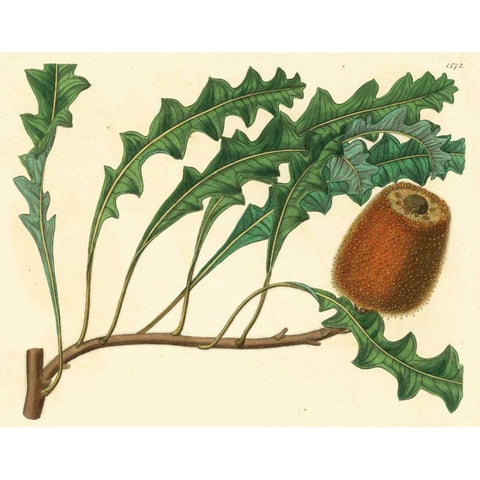 Palmetto I Black Modern Wood Framed Art Print with Double Matting by Alexander, Zachary