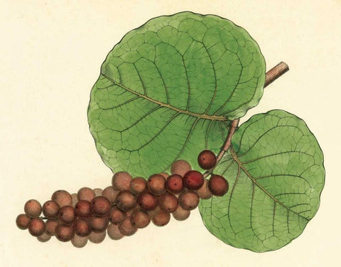 Palmetto II White Modern Wood Framed Art Print with Double Matting by Alexander, Zachary