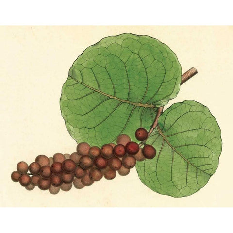 Palmetto II Black Modern Wood Framed Art Print by Alexander, Zachary