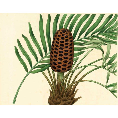 Palmetto III Gold Ornate Wood Framed Art Print with Double Matting by Alexander, Zachary