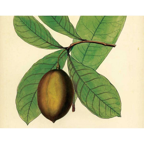 Palmetto IV Gold Ornate Wood Framed Art Print with Double Matting by Alexander, Zachary