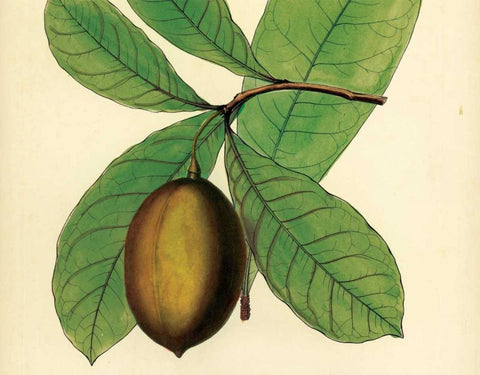 Palmetto IV Black Ornate Wood Framed Art Print with Double Matting by Alexander, Zachary