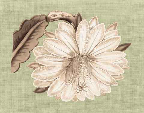 Regence Lily II White Modern Wood Framed Art Print with Double Matting by Chilton, Sarah E