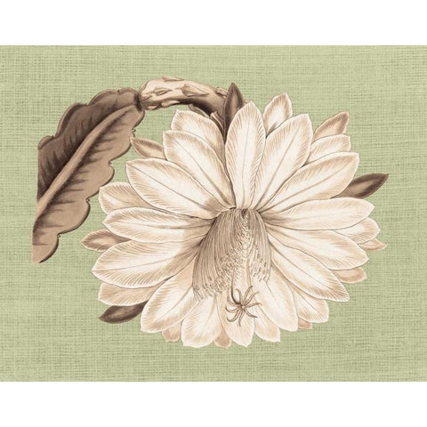 Regence Lily II Black Modern Wood Framed Art Print by Chilton, Sarah E