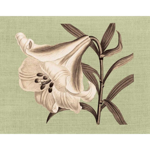 Regence Lily III Black Modern Wood Framed Art Print by Chilton, Sarah E