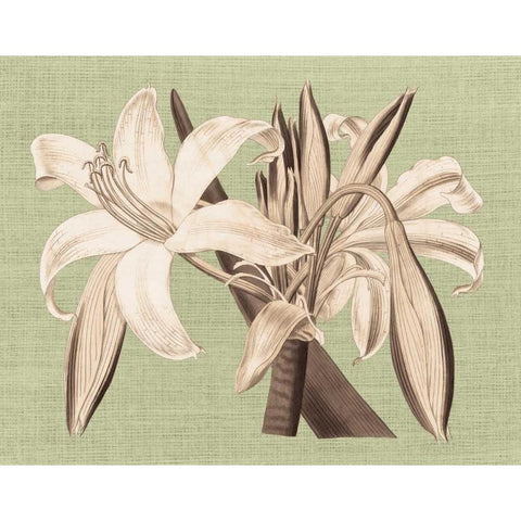 Regence Lily IV White Modern Wood Framed Art Print by Chilton, Sarah E