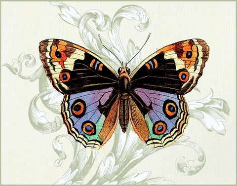 Butterfly Theme I Black Ornate Wood Framed Art Print with Double Matting by Davies, Susan