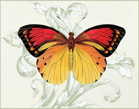 Butterfly Theme III White Modern Wood Framed Art Print with Double Matting by Davies, Susan