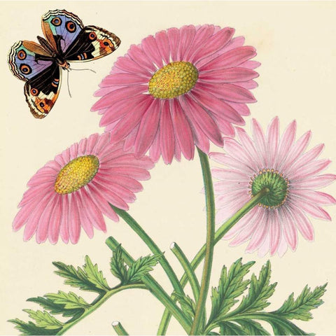 Country Cousins II White Modern Wood Framed Art Print by Alexander, Zachary