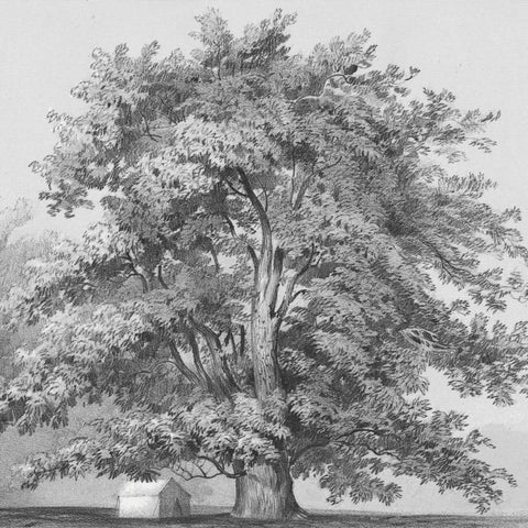 Silver Majesty II Black Ornate Wood Framed Art Print with Double Matting by Williams, Samuel