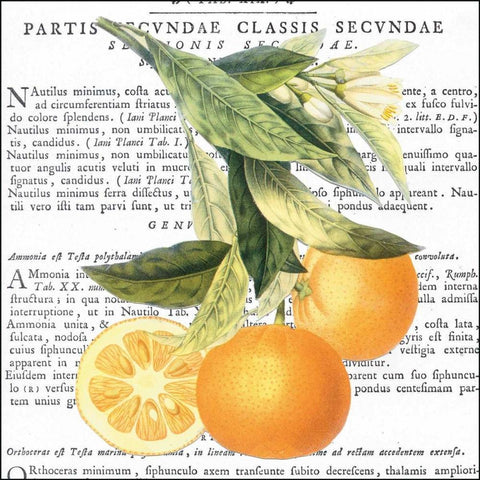 Citrus Edition II White Modern Wood Framed Art Print by Bannister, Cory