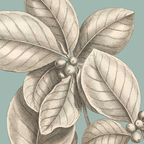 Tropical Varieties II White Modern Wood Framed Art Print with Double Matting by Lawrence, David