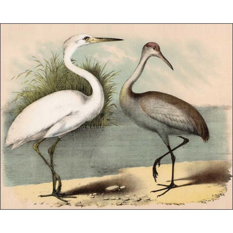 Coastal Visitors IÂ Â Â   White Modern Wood Framed Art Print by Brunswick, Nathaniel