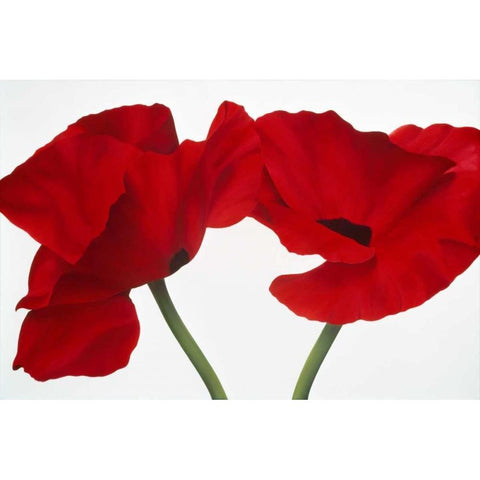 Poppy red Black Modern Wood Framed Art Print by Poelstra-Holzhaus, Yvonne