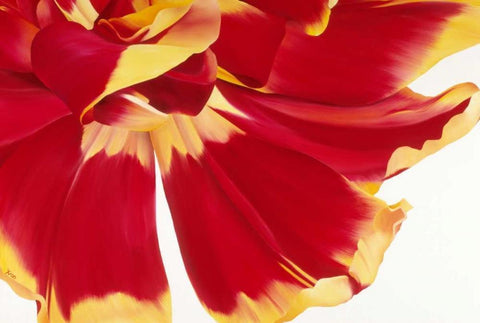 Floriade III White Modern Wood Framed Art Print with Double Matting by Poelstra-Holzhaus, Yvonne