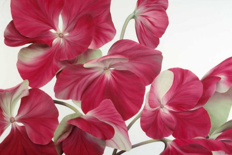 Floriade IV White Modern Wood Framed Art Print with Double Matting by Poelstra-Holzhaus, Yvonne