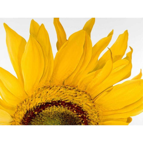 Sunflower I Gold Ornate Wood Framed Art Print with Double Matting by Poelstra-Holzhaus, Yvonne