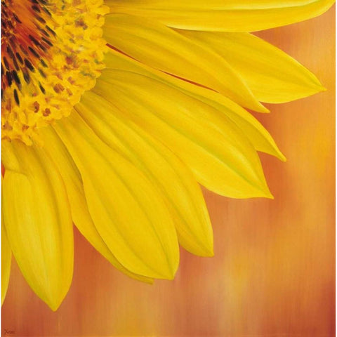 Sunflower II Black Modern Wood Framed Art Print with Double Matting by Poelstra-Holzhaus, Yvonne
