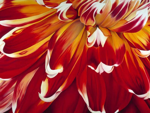 Redony Black Ornate Wood Framed Art Print with Double Matting by Poelstra-Holzhaus, Yvonne