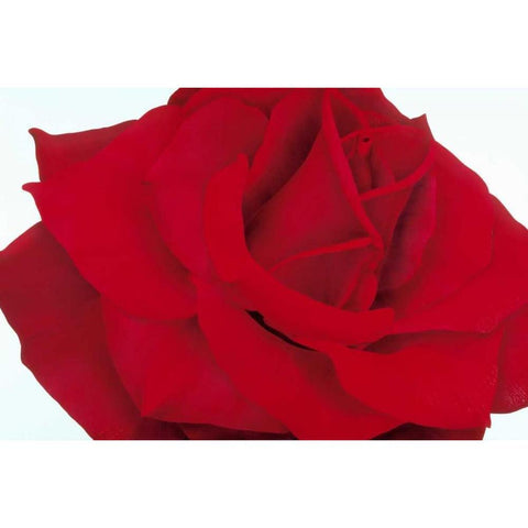 Red Rose Black Modern Wood Framed Art Print by Poelstra-Holzhaus, Yvonne