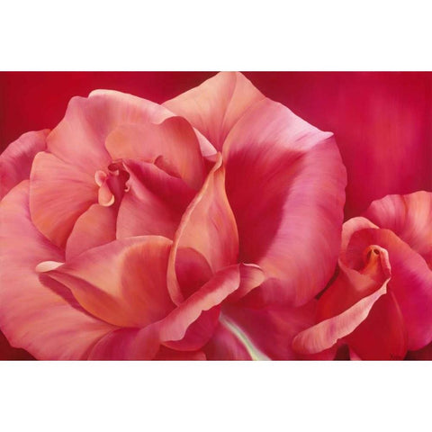 Pink Rose I Black Modern Wood Framed Art Print with Double Matting by Poelstra-Holzhaus, Yvonne