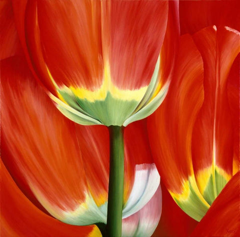 Most Beautiful Tulip I White Modern Wood Framed Art Print with Double Matting by Poelstra-Holzhaus, Yvonne